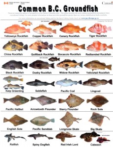 BC Ground Fish