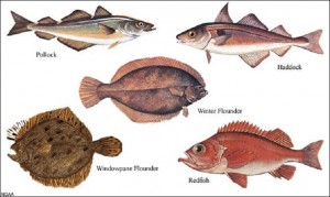 NOAA-groundfish-species-2