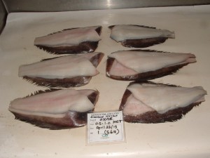 Newfoundland Lynx Trip 0415 018