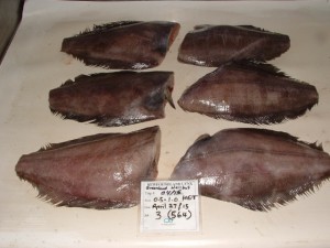 Newfoundland Lynx Trip 0415 021