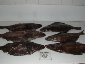 Ocean Breaker Gr Halibut WR1