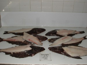 Ocean Breaker Gr Halibut WR4