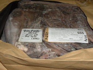 Ocean Breaker Gr Halibut WR5