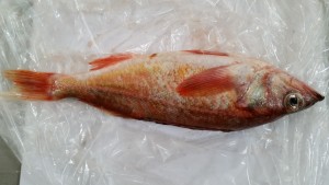 Red Stripe Rockfish 红纹石斑鱼