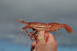 Spot Prawn1