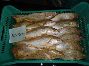 Yellow Croaker Premium (2)