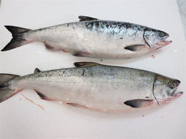 太平洋三文鱼（鲑鱼） Pacific Salmon | JF Seafoods Company 杰夫海产 