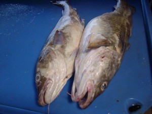 SANYO DIGITAL CAMERA