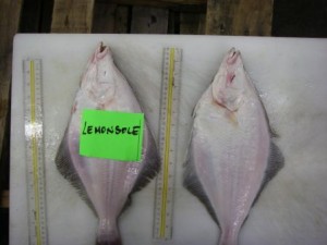 Fisher bay sample Lemon Sole Fresh 017 (3)