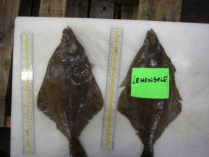 Fisher bay sample Lemon Sole Fresh 017 (4)