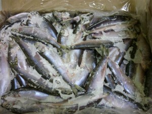 Herring 10 Kg block frozen