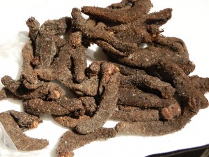 1 Sea Cucumber Skin 2014