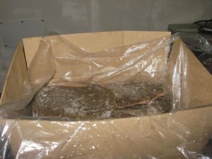 Fisher Bay Rock Sole 011