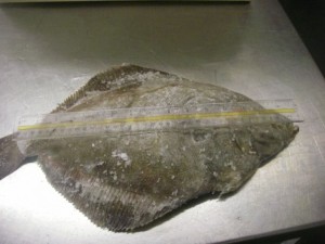 Fisher Bay Rock Sole 014