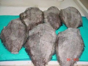 Norwey Gr Halibut HGT4