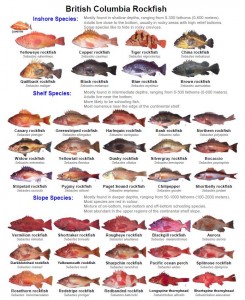 Rock Fish BC