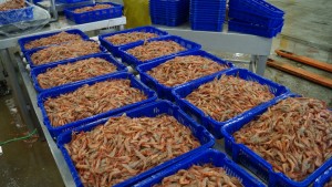 Raw Pink Shrimp 生甜虾