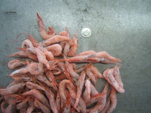 Raw Pink Shrimp 生甜虾