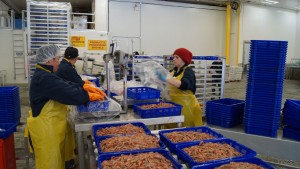 Pink Shrimp Processing