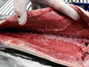 红鲑三文鱼一级