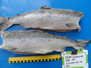 红鲑一级好颜色B