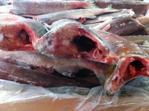 红鲑红皮好颜色