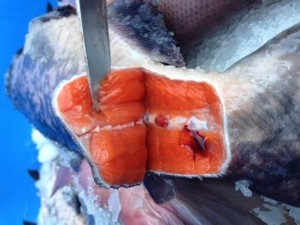 红鲑红皮好颜色B